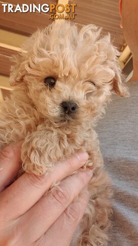 Pure Toy Poodle male