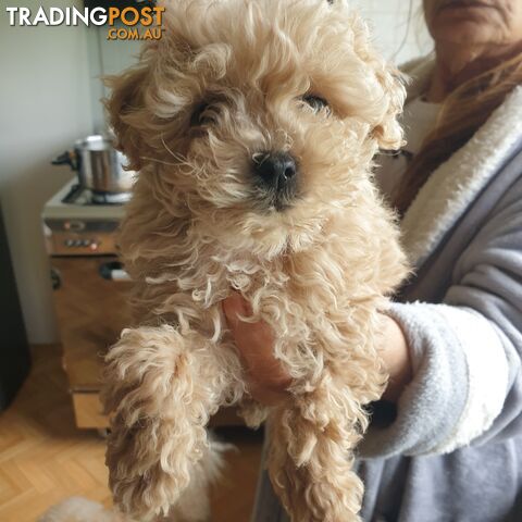 Pure Toy Poodle male