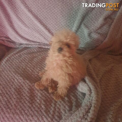 Pure Toy Poodle male