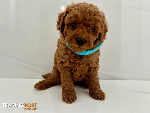 Toy poodle puppies purebred DNA cleared male females