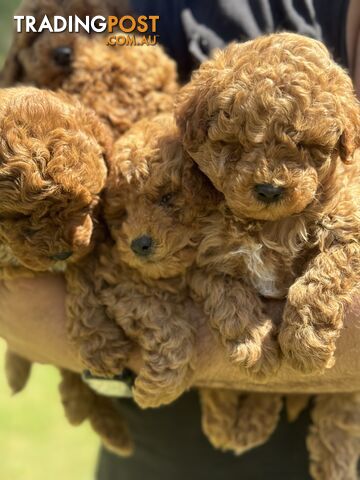 Toy Poodle Puppies Red Males Females Purebred Teddybear