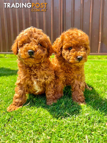 Toy Poodle Puppies Red Males Females Purebred Teddybear