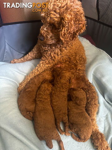 Toy Poodle Puppies Red Males Females Purebred Teddybear