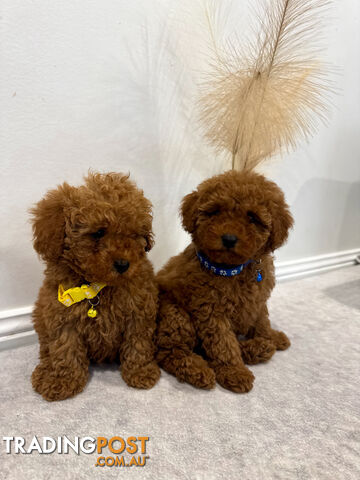 Purebred Toy Poodle Puppies DNA Cleared Teddy Bear Puppy - photo 2 of 8