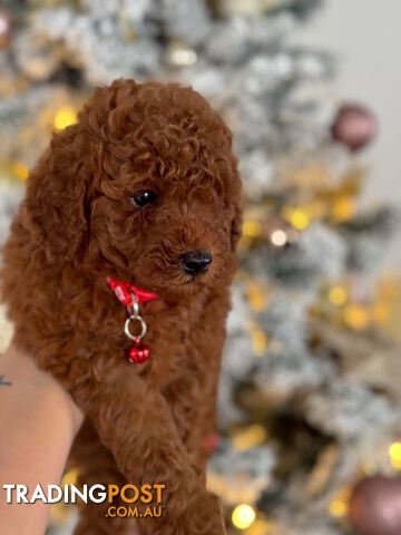 Purebred Toy Poodle Puppies DNA Cleared Teddy Bear Puppy - photo 2 of 5