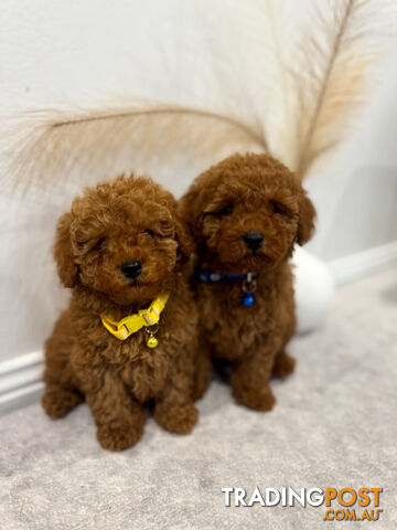 Purebred Toy Poodle Puppies DNA Cleared Teddy Bear Puppy