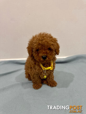 Purebred Toy Poodle Puppies DNA Cleared Teddy Bear Puppy - photo 5 of 5