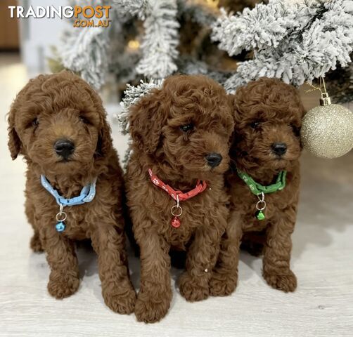 Purebred Toy Poodle Puppies DNA Cleared Teddy Bear Puppy