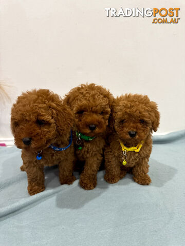 Purebred Toy Poodle Puppies DNA Cleared Teddy Bear Puppy - photo 3 of 8