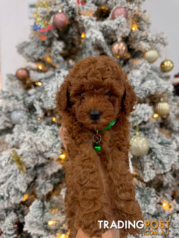 Purebred Toy Poodle Puppies DNA Cleared Teddy Bear Puppy - photo 4 of 5