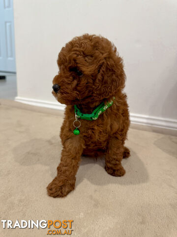 Purebred Toy Poodle Puppies DNA Cleared Teddy Bear Puppy - photo 3 of 5