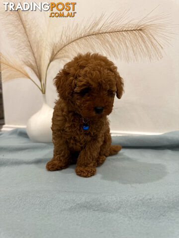 Purebred Toy Poodle Puppies DNA Cleared Teddy Bear Puppy - photo 5 of 8