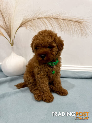 Purebred Toy Poodle Puppies DNA Cleared Teddy Bear Puppy - photo 4 of 8