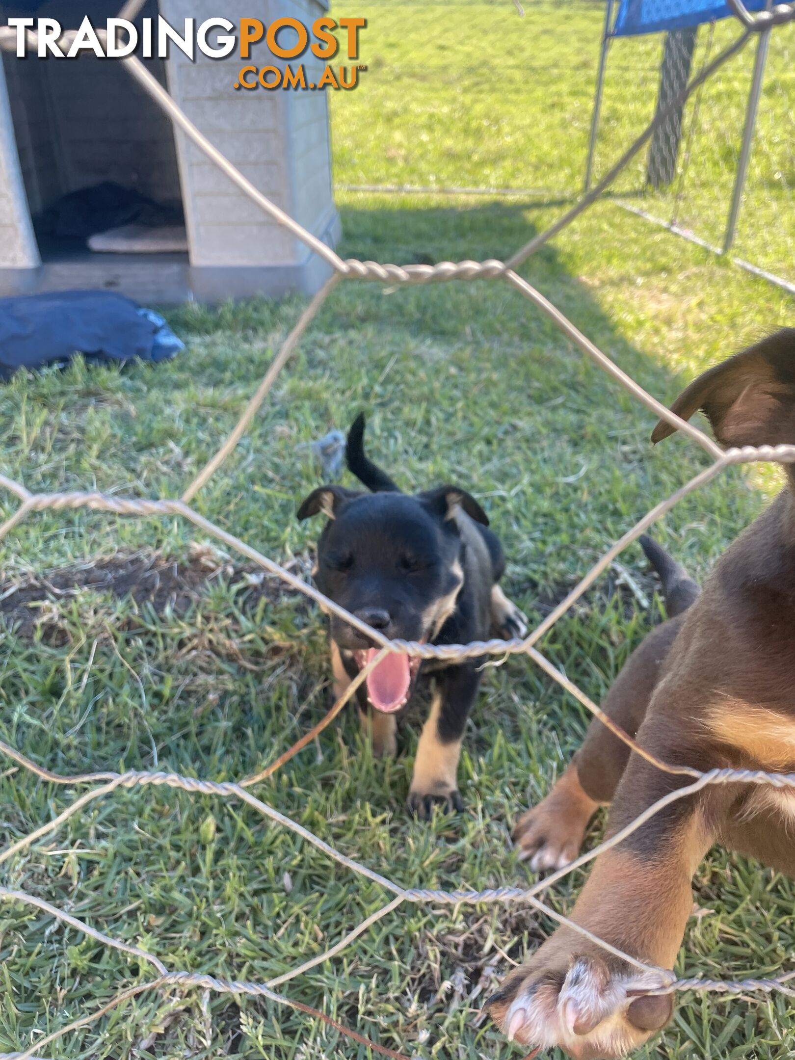 Kelpie pups