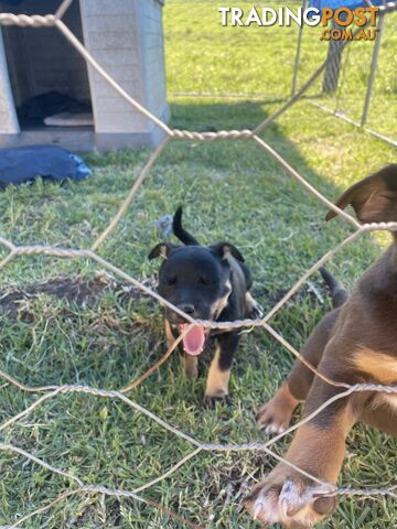 Kelpie pups