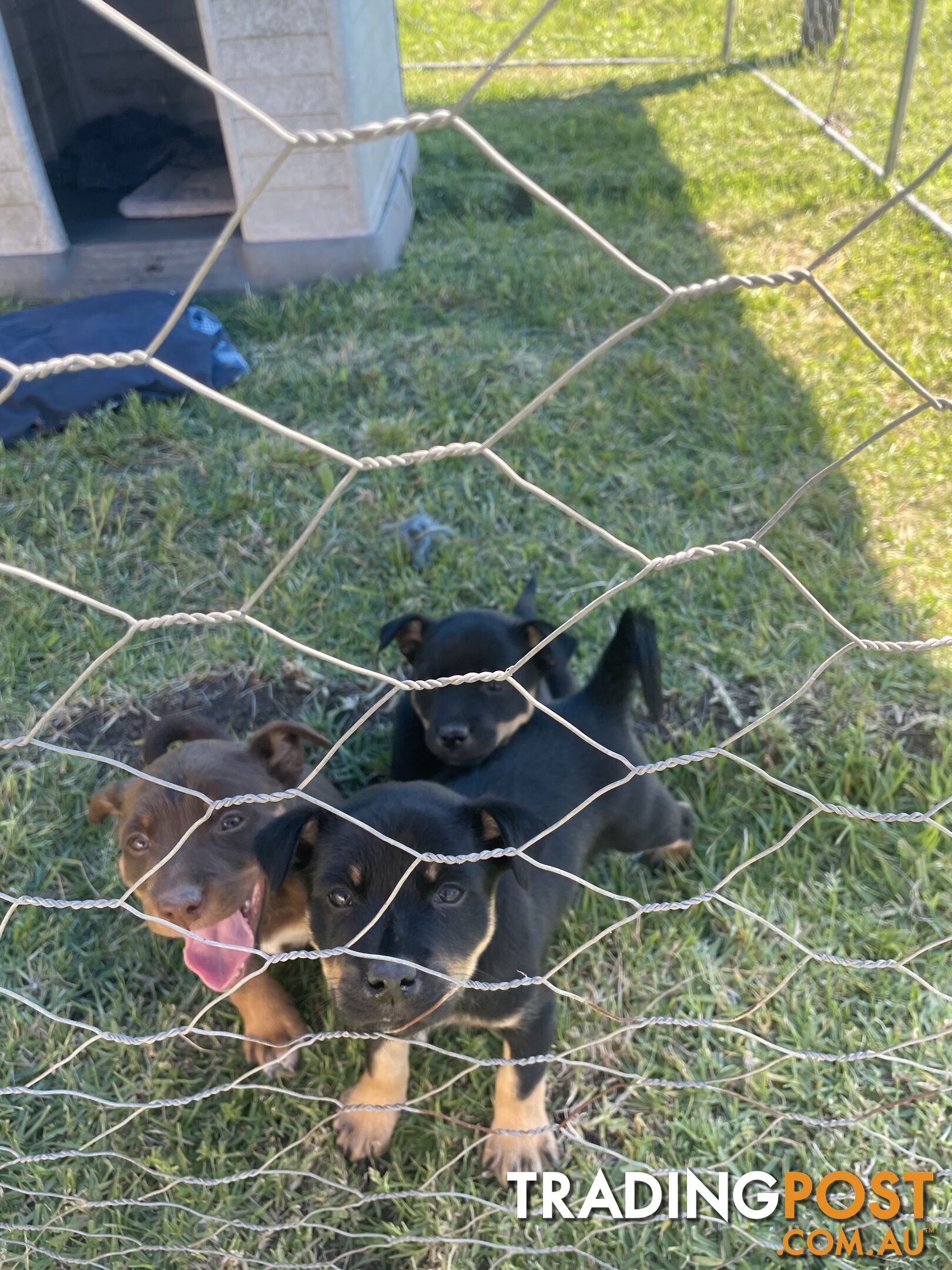 Kelpie pups