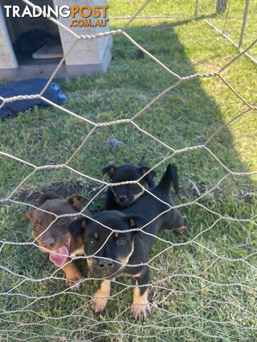 Kelpie pups