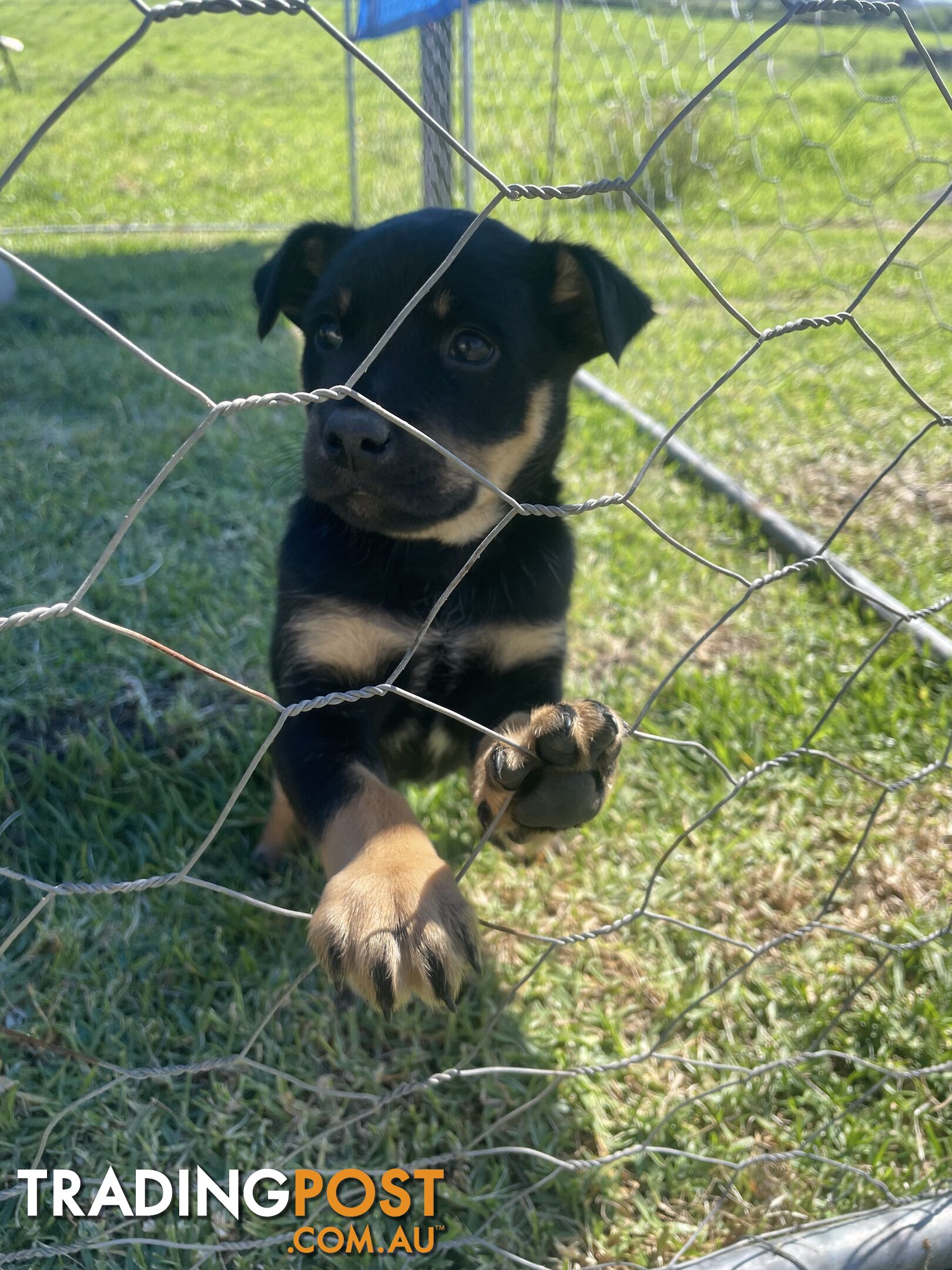 Kelpie pups