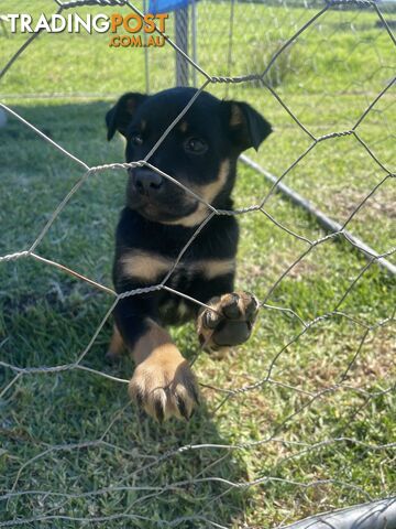 Kelpie pups