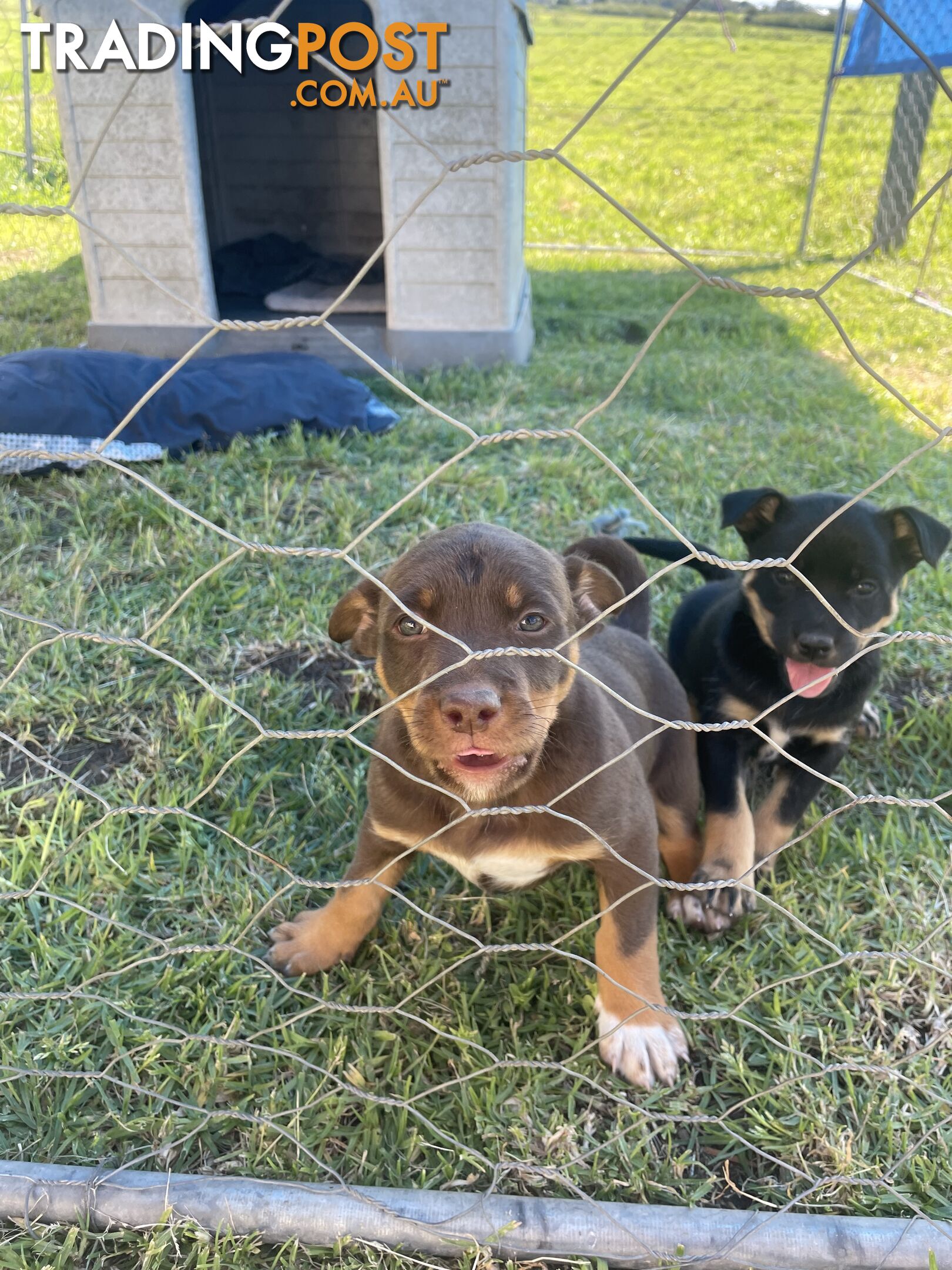 Kelpie pups