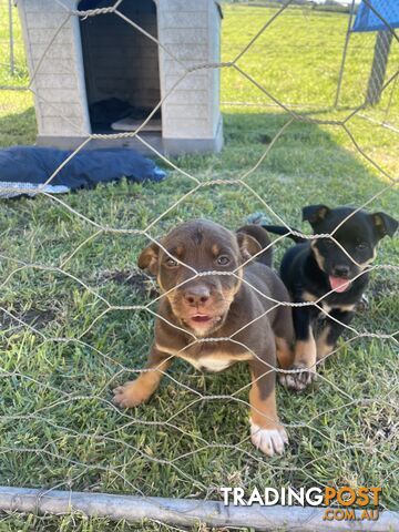 Kelpie pups