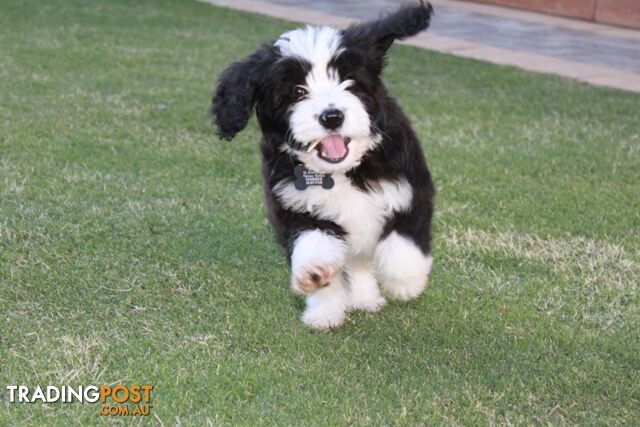 Bordoodle (Border Collie x Miniature Poodle)