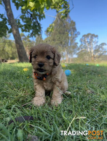 7 miniature cavoodle pups available 29/12/24 free delivery to Melbourne dna clear