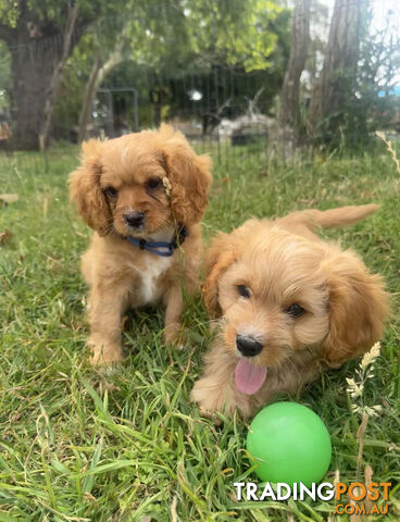 7 miniature cavoodle pups available now DNA clear 2 boys left