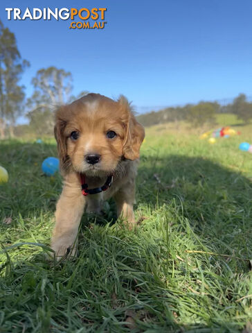 7 miniature cavoodle pups available 29/12/24 free delivery to Melbourne dna clear