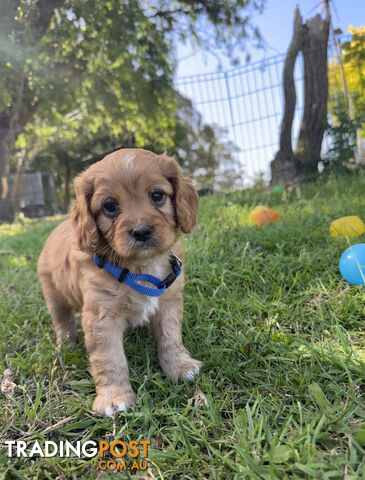 7 miniature cavoodle pups available 29/12/24 free delivery to Melbourne dna clear