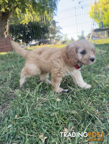 7 miniature cavoodle pups available now DNA clear 2 boys left