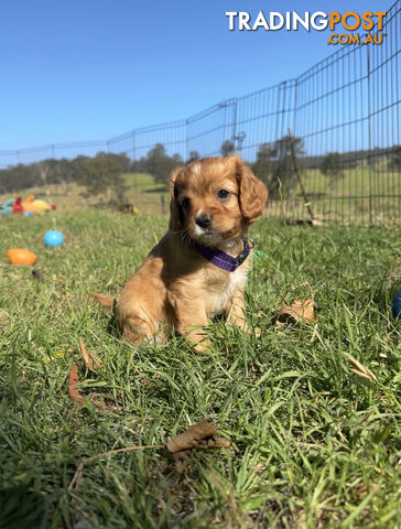 7 miniature cavoodle pups available 29/12/24 free delivery to Melbourne dna clear