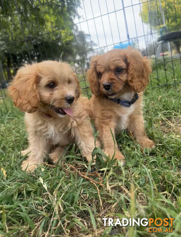 7 miniature cavoodle pups available now DNA clear 2 boys left