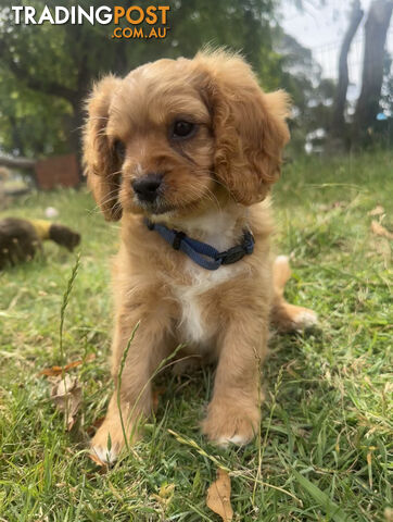 7 miniature cavoodle pups available now DNA clear 2 boys left