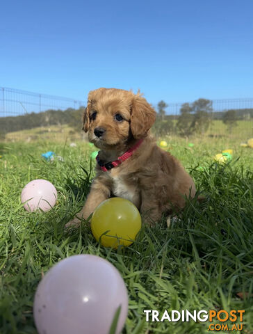 7 miniature cavoodle pups available 29/12/24 free delivery to Melbourne dna clear