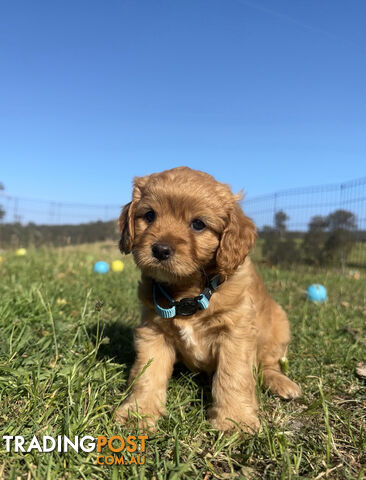 7 miniature cavoodle pups available 29/12/24 free delivery to Melbourne dna clear