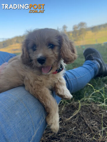 7 miniature cavoodle pups available now DNA clear 2 boys left