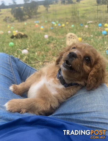 7 miniature cavoodle pups available now DNA clear 2 boys left