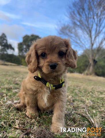 8 miniature cavoodle pups DNA clear available now