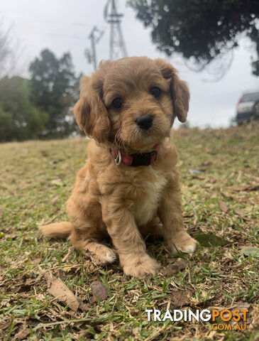 8 miniature cavoodle pups DNA clear available now