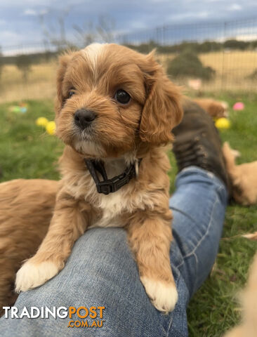 9 miniature cavoodle puppies DNA clear available this Friday 9/8/24 free delivery to Melbourne
