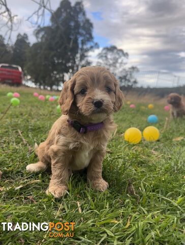 9 miniature cavoodle puppies DNA clear available 9/8/24 free delivery to Melbourne