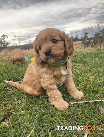 9 miniature cavoodle puppies DNA clear available this Friday 9/8/24 free delivery to Melbourne