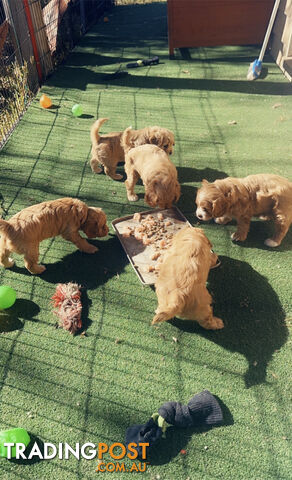 5 miniature cavoodle pups DNA CLEAR available now