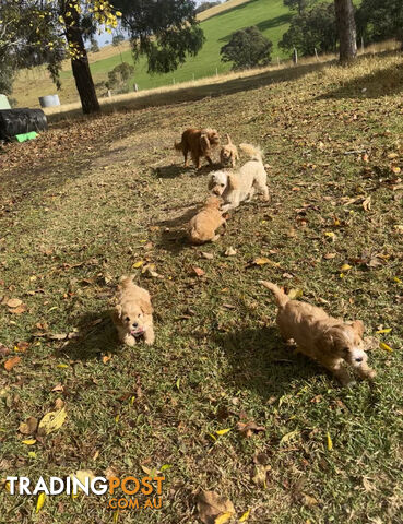 5 miniature cavoodle pups DNA CLEAR ready 31/5/24