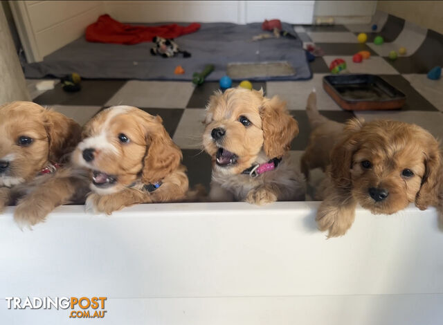 5 miniature cavoodle pups DNA CLEAR ready 31/5/24