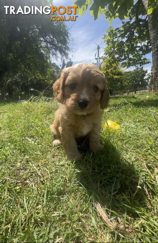 6 miniature cavoodle puppies available 24/12/24