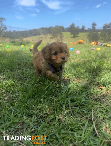 6 miniature cavoodle puppies available 24/12/24