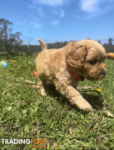 6 miniature cavoodle puppies available 24/12/24