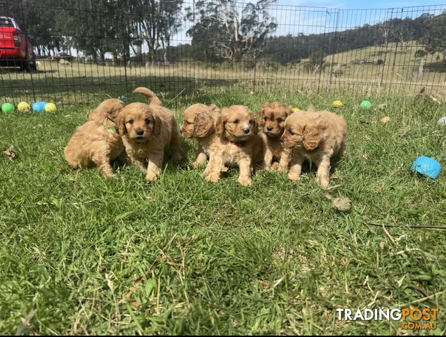 6 miniature cavoodle puppies available 24/12/24